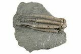 Fossil Crinoid (Scytalocrinus) - Crawfordsville, Indiana #302535-1